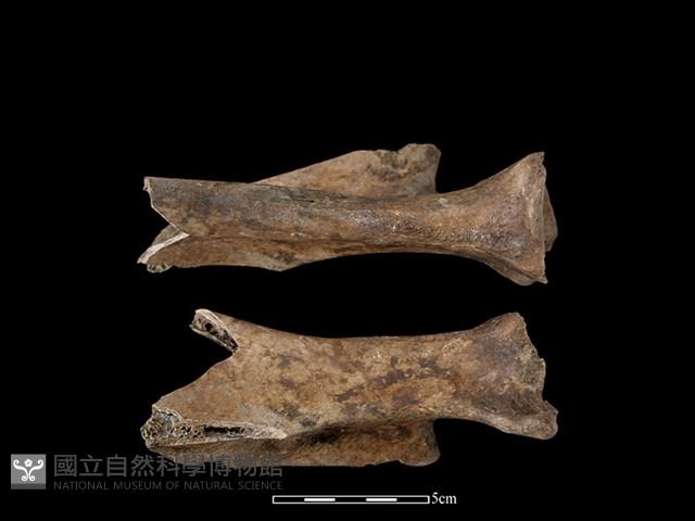 Accession Number:CSCSNS-2019-AB0655 Collection Image, Figure 1, Total 2 Figures