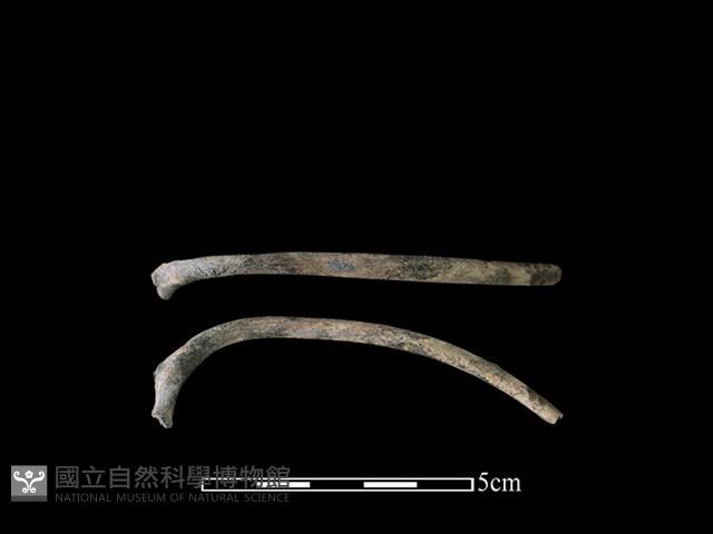 狗骨藏品圖，第1張