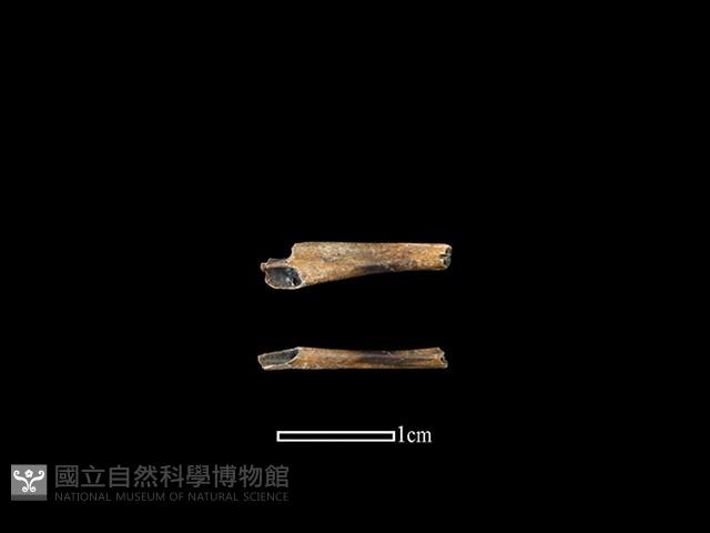 蛙骨藏品圖，第1張