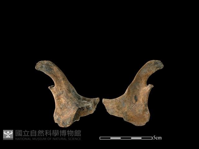 山羌骨藏品圖，第1張