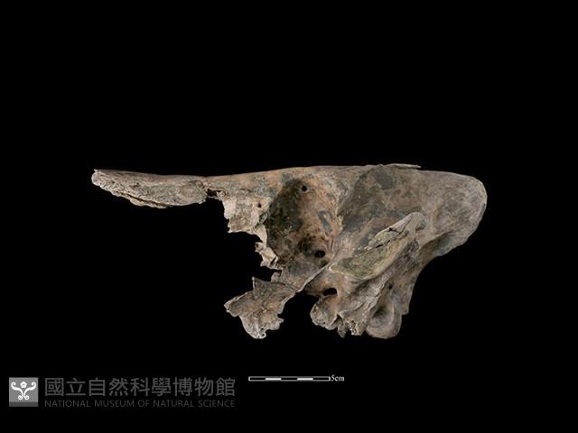 豬骨藏品圖，第1張