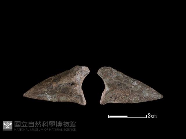 梅花鹿骨藏品圖，第1張