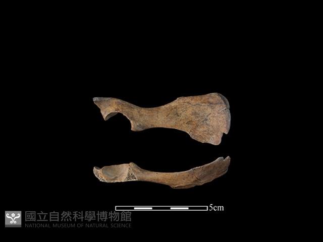 狗骨藏品圖，第1張