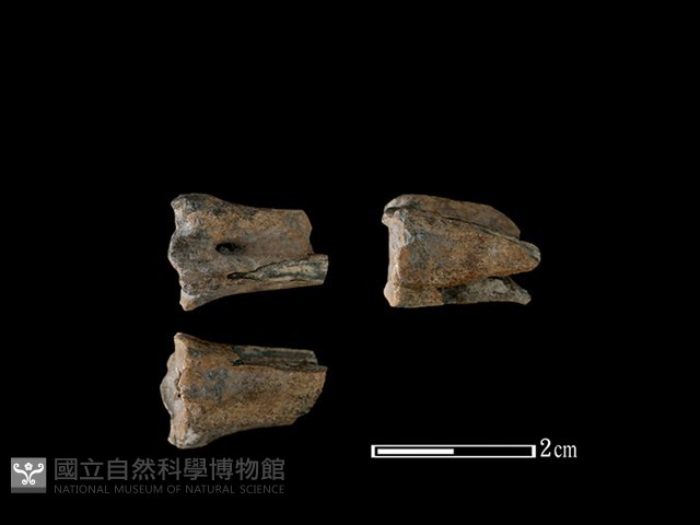 山羌骨藏品圖，第1張