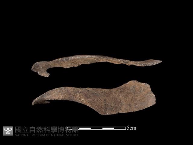 梅花鹿骨藏品圖，第1張