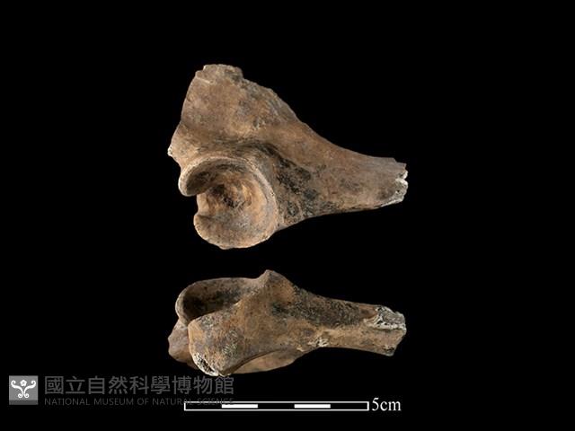 豬骨藏品圖，第1張