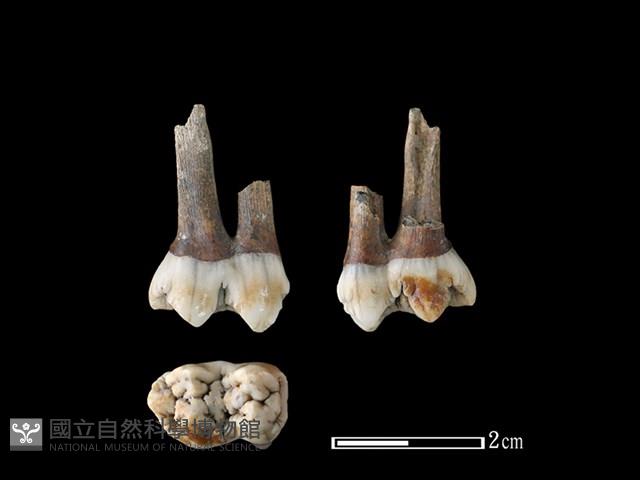 豬骨藏品圖，第1張