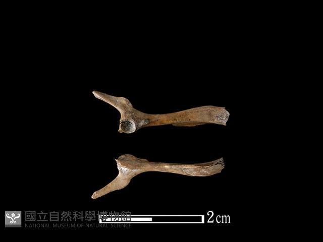 小黃腹鼠骨藏品圖，第1張