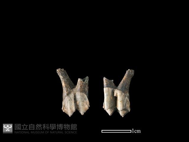 山羌骨藏品圖，第1張
