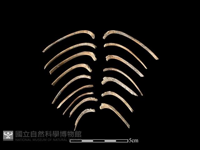 豬骨藏品圖，第1張