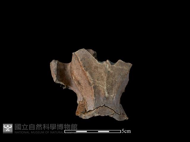 豬骨藏品圖，第1張