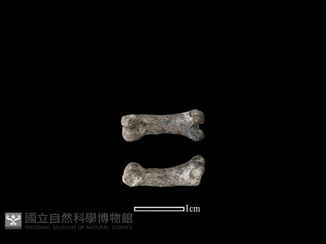 狗骨藏品圖，第1張