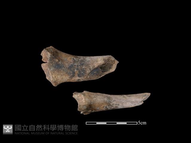 梅花鹿骨藏品圖，第1張