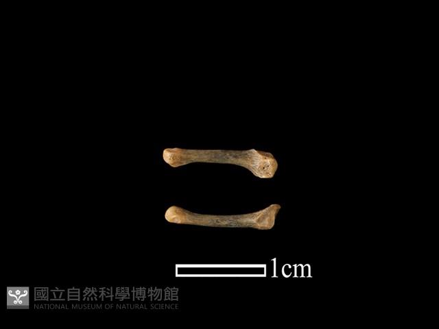 貂科骨藏品圖，第1張