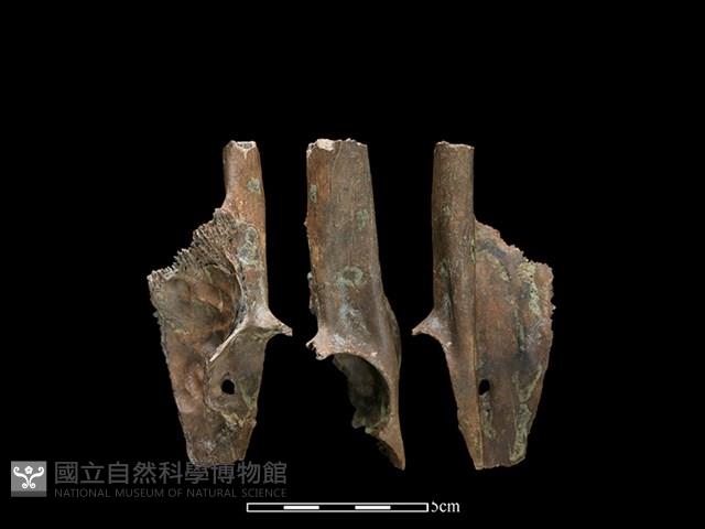 山羌骨藏品圖，第1張