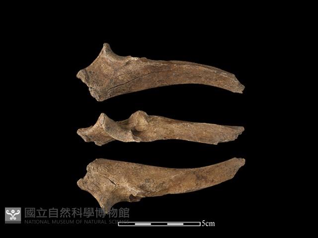 豬骨藏品圖，第1張