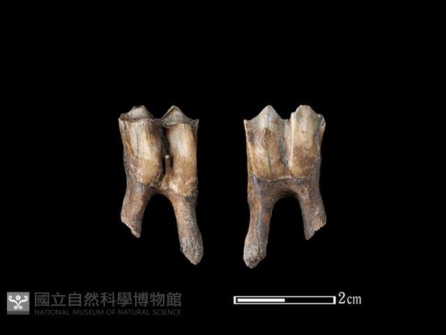 梅花鹿骨藏品圖，第1張