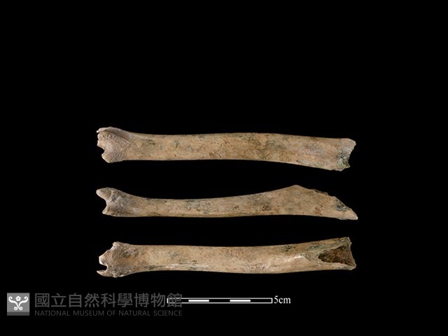 山羌骨藏品圖，第1張