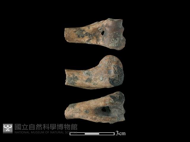 獐骨藏品圖，第1張