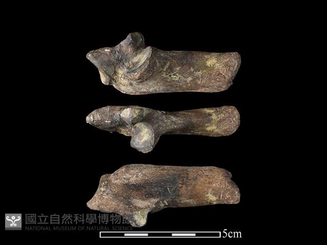 豬骨藏品圖，第1張