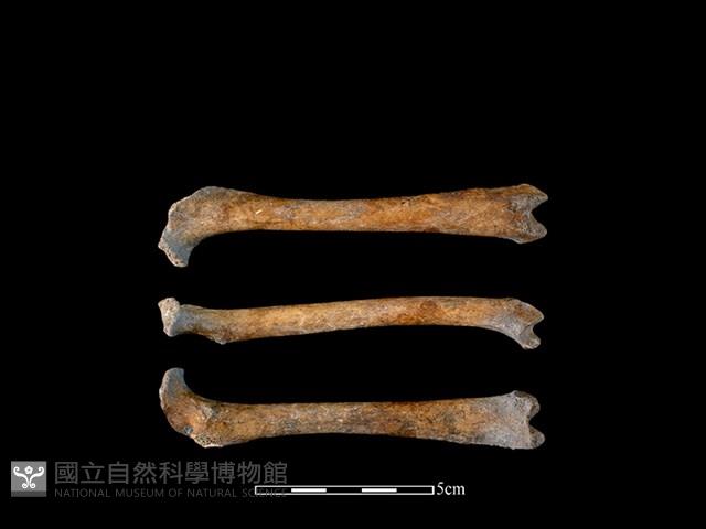狗骨藏品圖，第1張