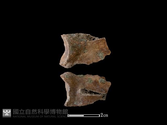 狗骨藏品圖，第1張