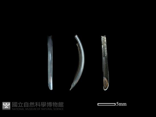 疑似小黃腹鼠骨藏品圖，第1張