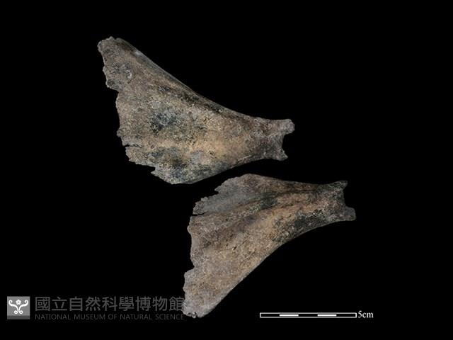 豬骨藏品圖，第1張