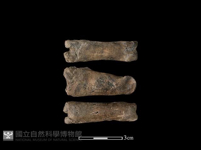 梅花鹿骨藏品圖，第1張