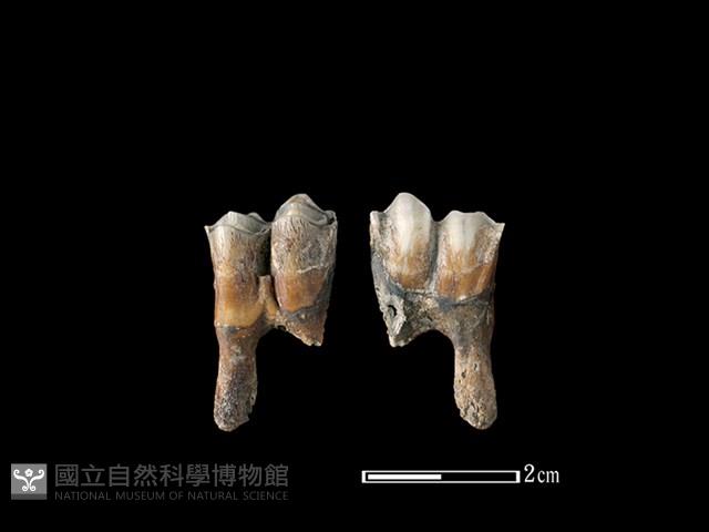 梅花鹿骨藏品圖，第1張