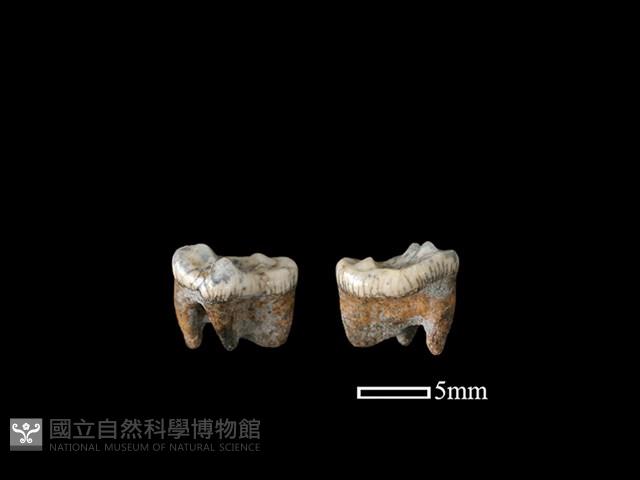 狗骨藏品圖，第1張
