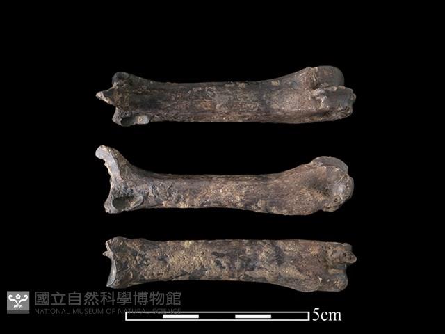 豬骨藏品圖，第1張