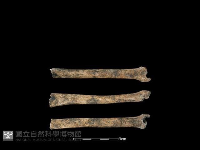 狗骨藏品圖，第1張