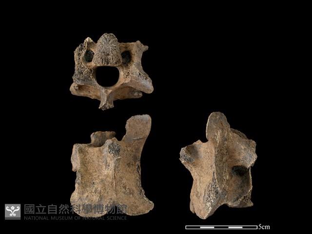 梅花鹿骨藏品圖，第1張