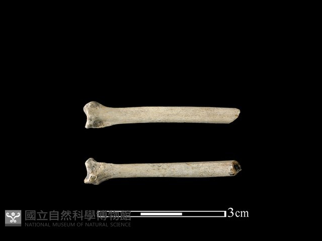 鴨科骨藏品圖，第1張