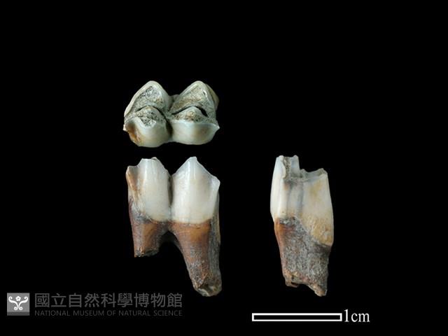 山羌骨藏品圖，第1張