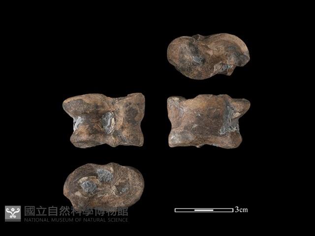 梅花鹿骨藏品圖，第1張