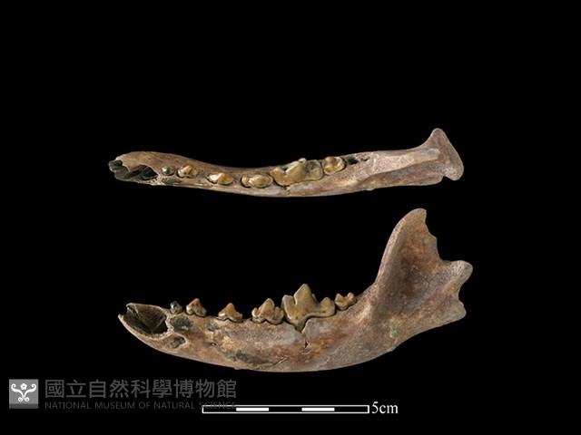 狗骨藏品圖，第1張