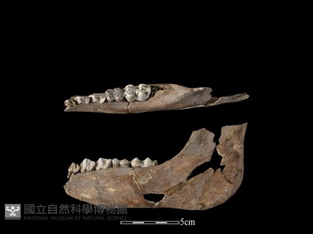 豬骨藏品圖，第1張