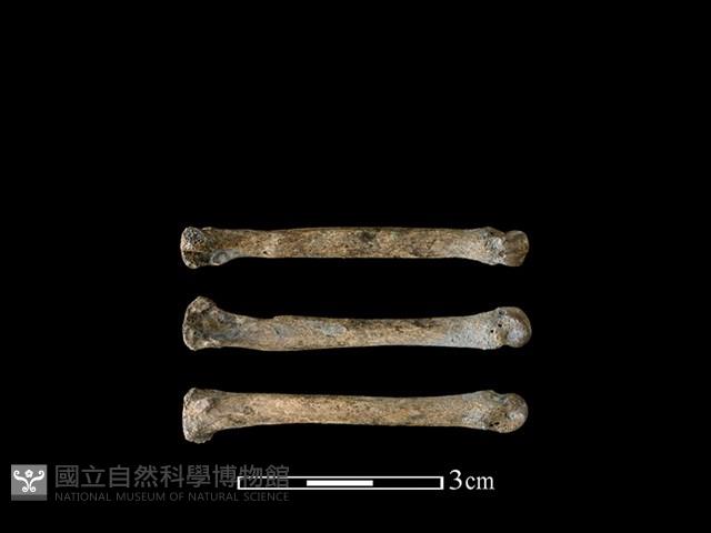狗骨藏品圖，第1張
