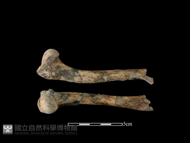 狗骨藏品圖，第1張