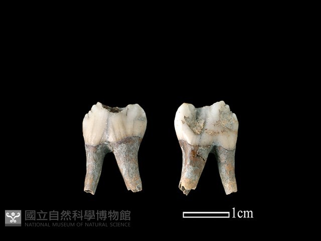 豬骨藏品圖，第1張
