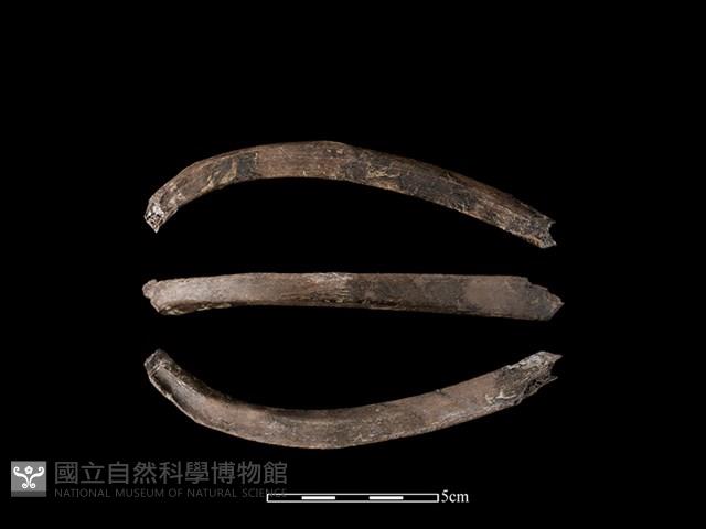 梅花鹿骨藏品圖，第1張