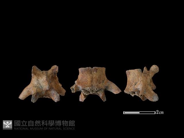 狗骨藏品圖，第1張