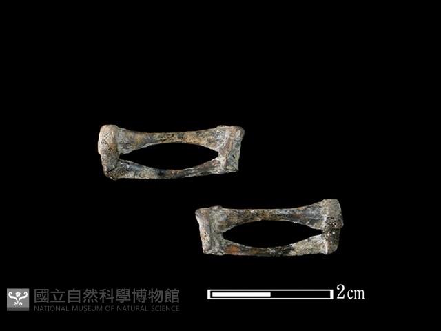 蛙骨藏品圖，第1張