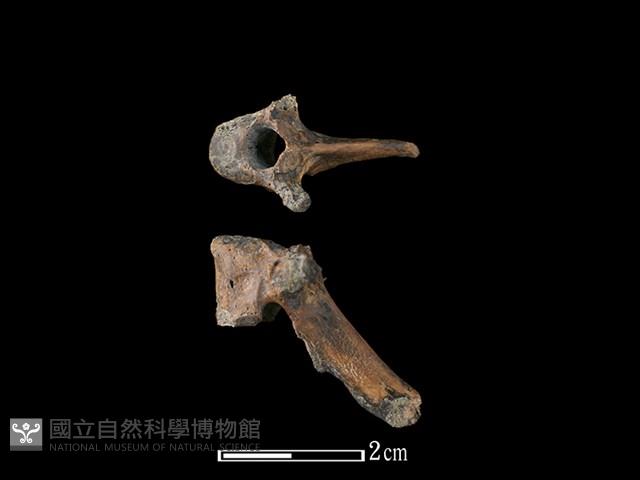 山羌骨藏品圖，第1張