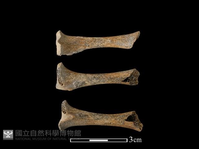 豬骨藏品圖，第1張