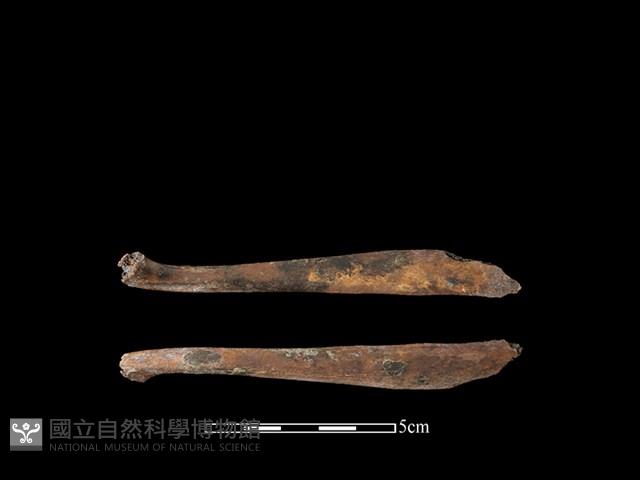 豬骨藏品圖，第1張