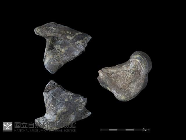 梅花鹿骨藏品圖，第1張