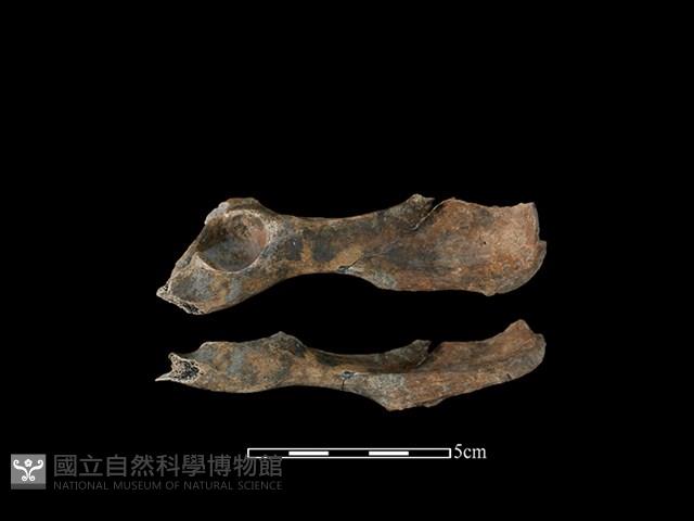 狗骨藏品圖，第1張